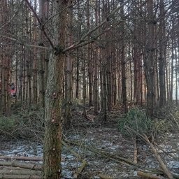 Wycinka drzew Augustów 4