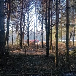 Radosław Kudrawiec - Las sosnowy z widocznymi ściętymi gałęziami i pniem w pierwszym planie, w tle czerwony samochód ciężarowy na drodze.