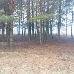 Radosław Kudrawiec - Brzegi lasu sosnowego z widocznymi śladami po niedawnej wycince gałęzi na wysokości kilku metrów, pozostawione gałęzie na ziemi, pochmurny dzień.