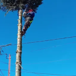 Arborysta w kasku i uprzęży, zawieszony na wysokim pniu drzewa, przycina koronę piłą łańcuchową na tle błękitnego nieba.