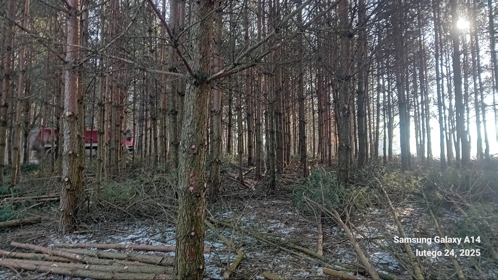 Ścięty las sosnowy z widocznym czerwonym samochodem ciężarowym w tle i pozostałościami po wycince w postaci gałęzi i pni na ziemi.