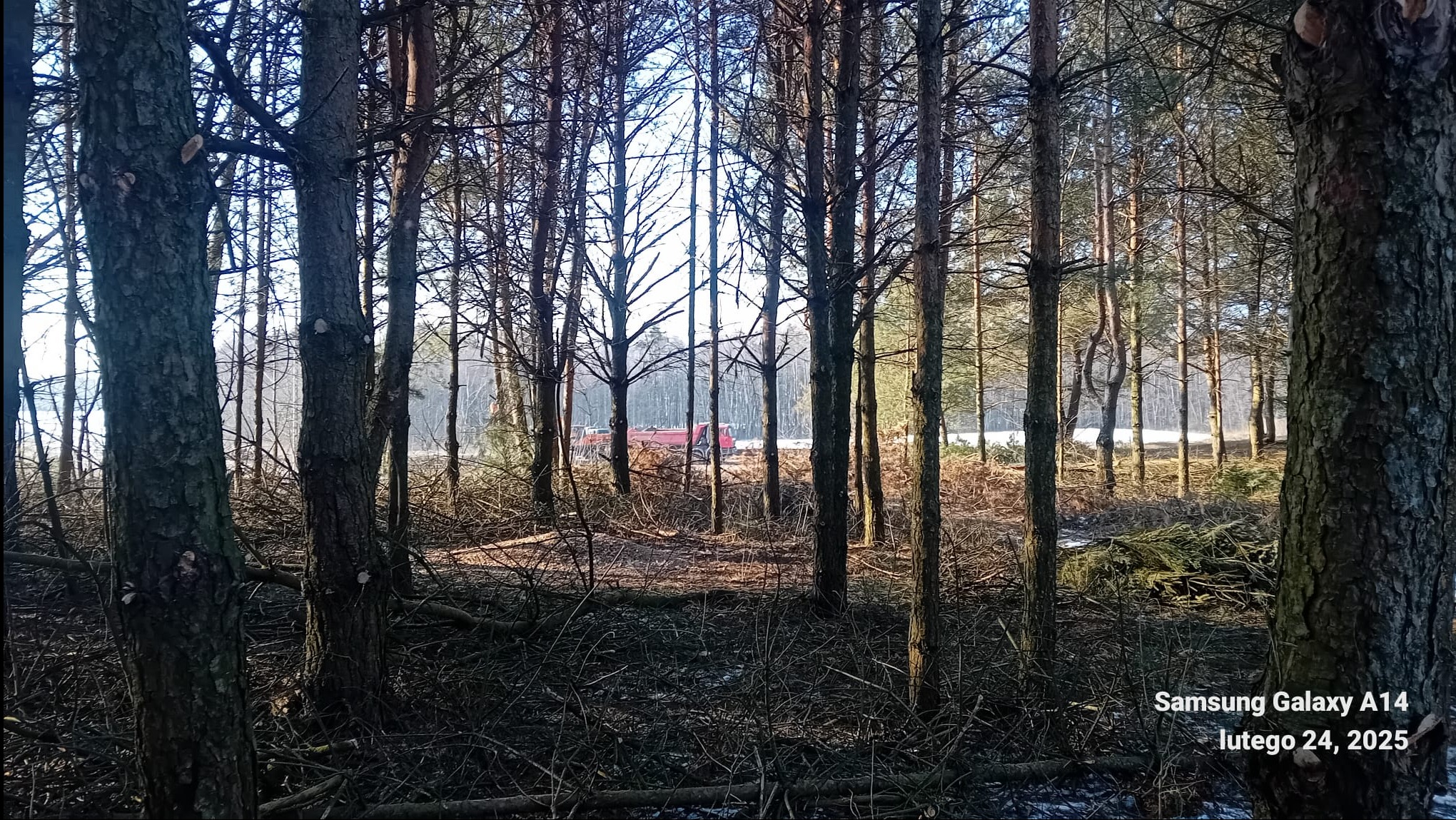 Las sosnowy z widocznymi ściętymi gałęziami i pniem w pierwszym planie, w tle czerwony samochód ciężarowy na drodze.