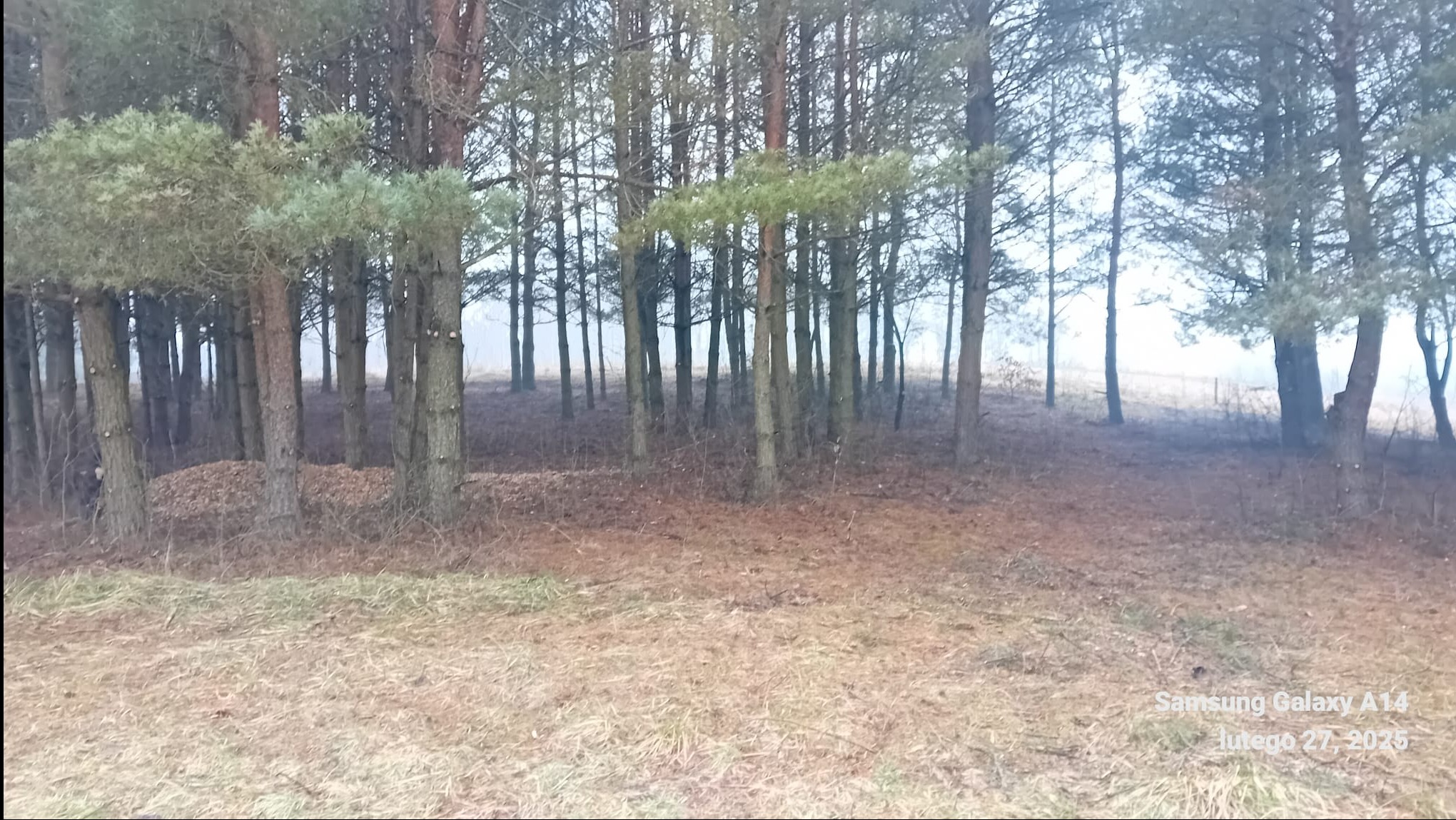 Brzegi lasu sosnowego z widocznymi śladami po niedawnej wycince gałęzi na wysokości kilku metrów, pozostawione gałęzie na ziemi, pochmurny dzień.