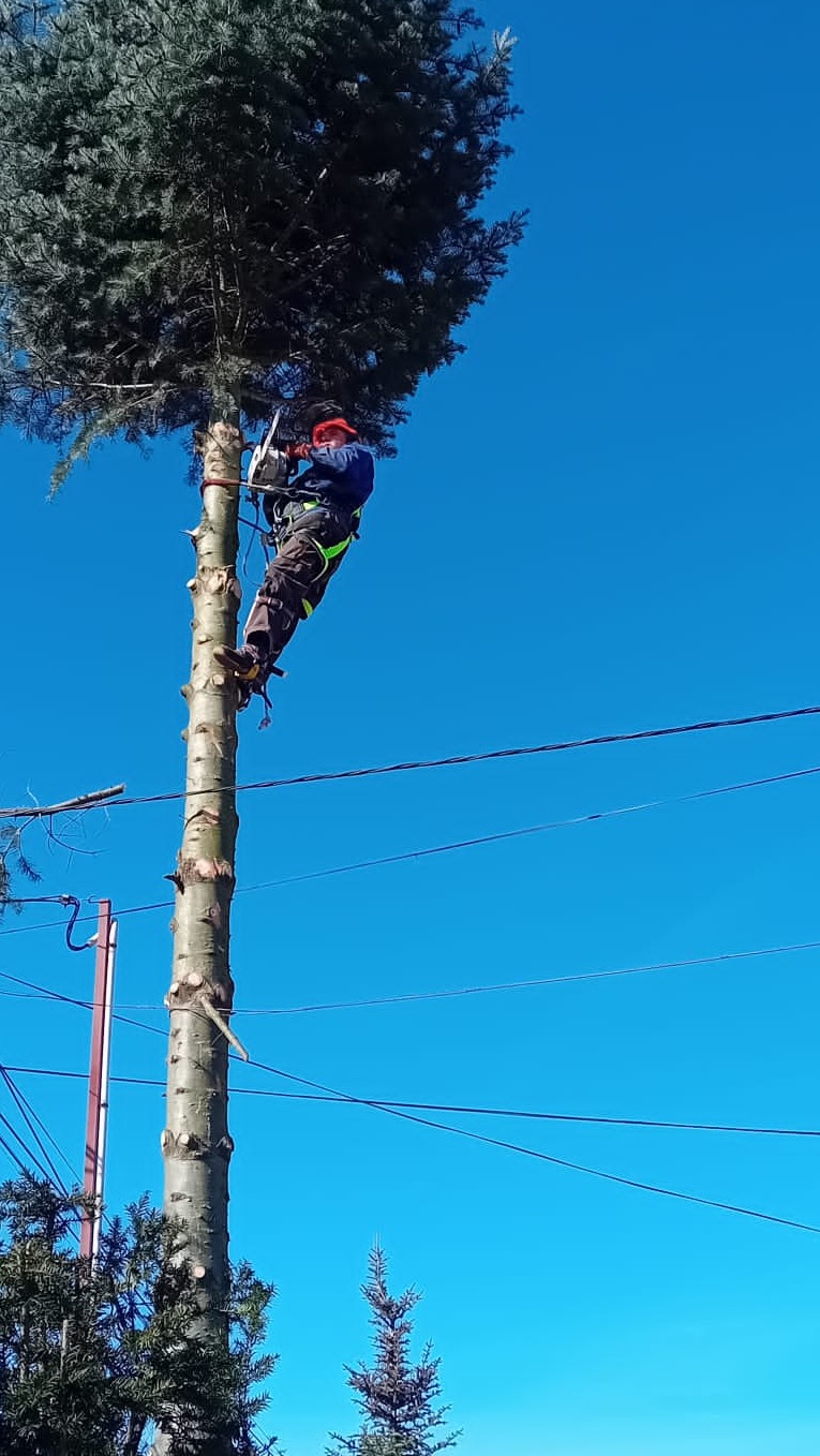 Arborysta w kasku i uprzęży, zawieszony na wysokim pniu drzewa, przycina koronę piłą łańcuchową na tle błękitnego nieba.