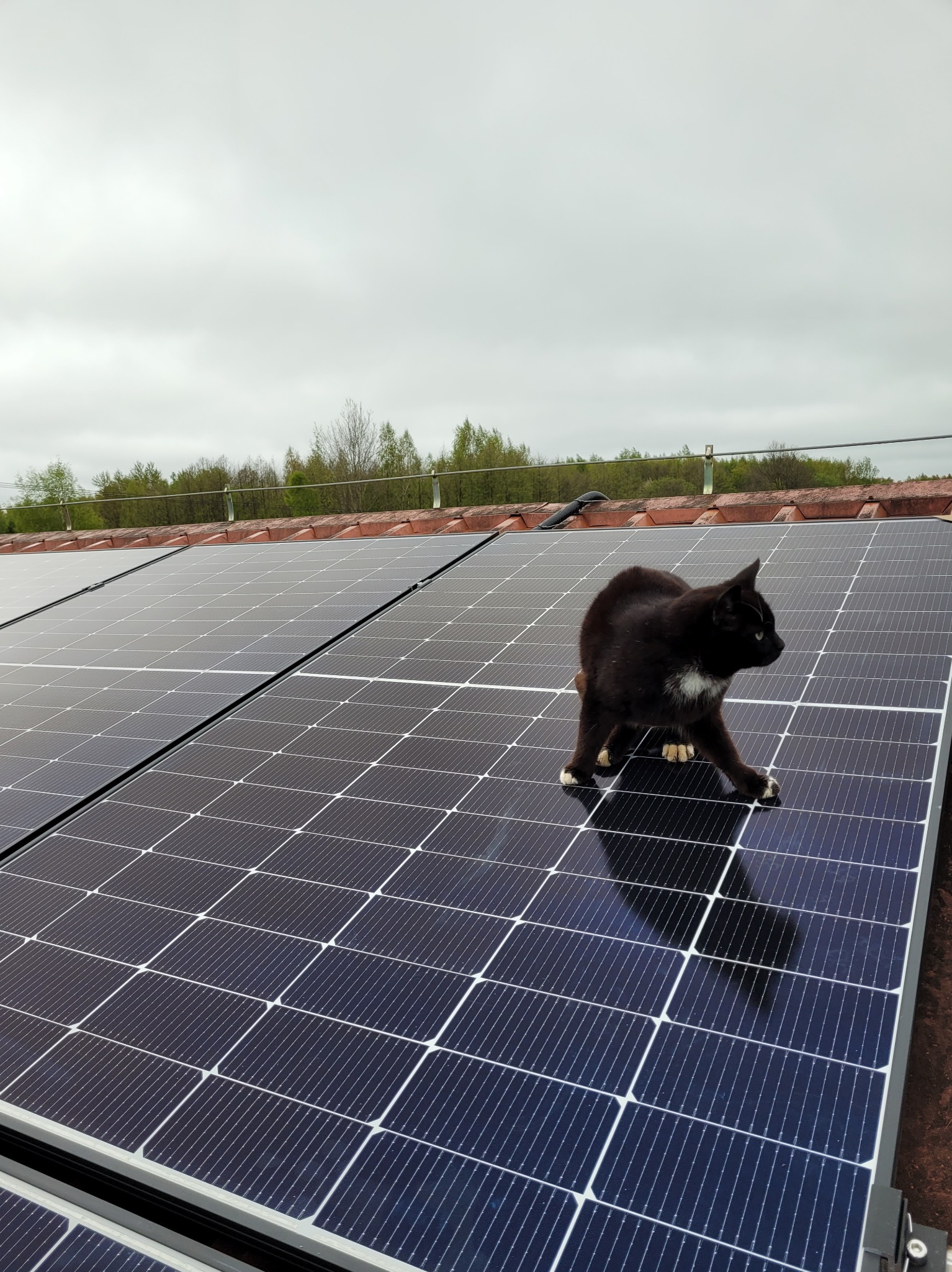 Czarny kot z białymi skarpetkami spaceruje po panelach fotowoltaicznych na dachu z czerwonej dachówki, pochmurne niebo w tle.