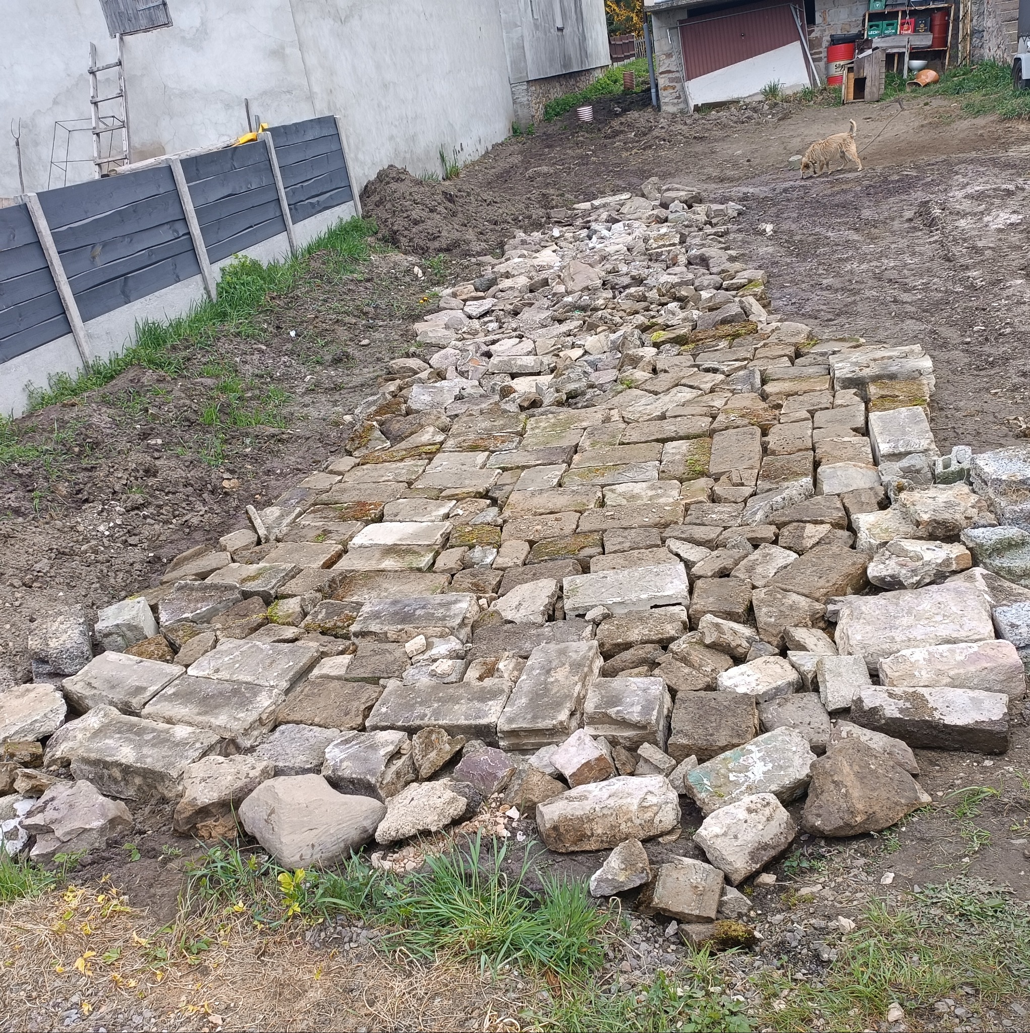 Układanie kamiennej ścieżki w ogrodzie, widoczne nieregularne kamienie, ziemia i trawa, w tle budynek gospodarczy i pies.