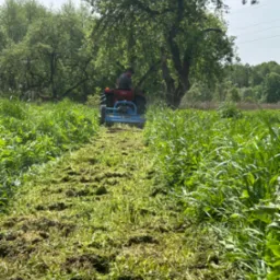 Operator na traktorze z kosiarką mulczującą, widok z tyłu, świeżo skoszona trawa na polu, wysoka trawa po bokach, drzewa w tle.
