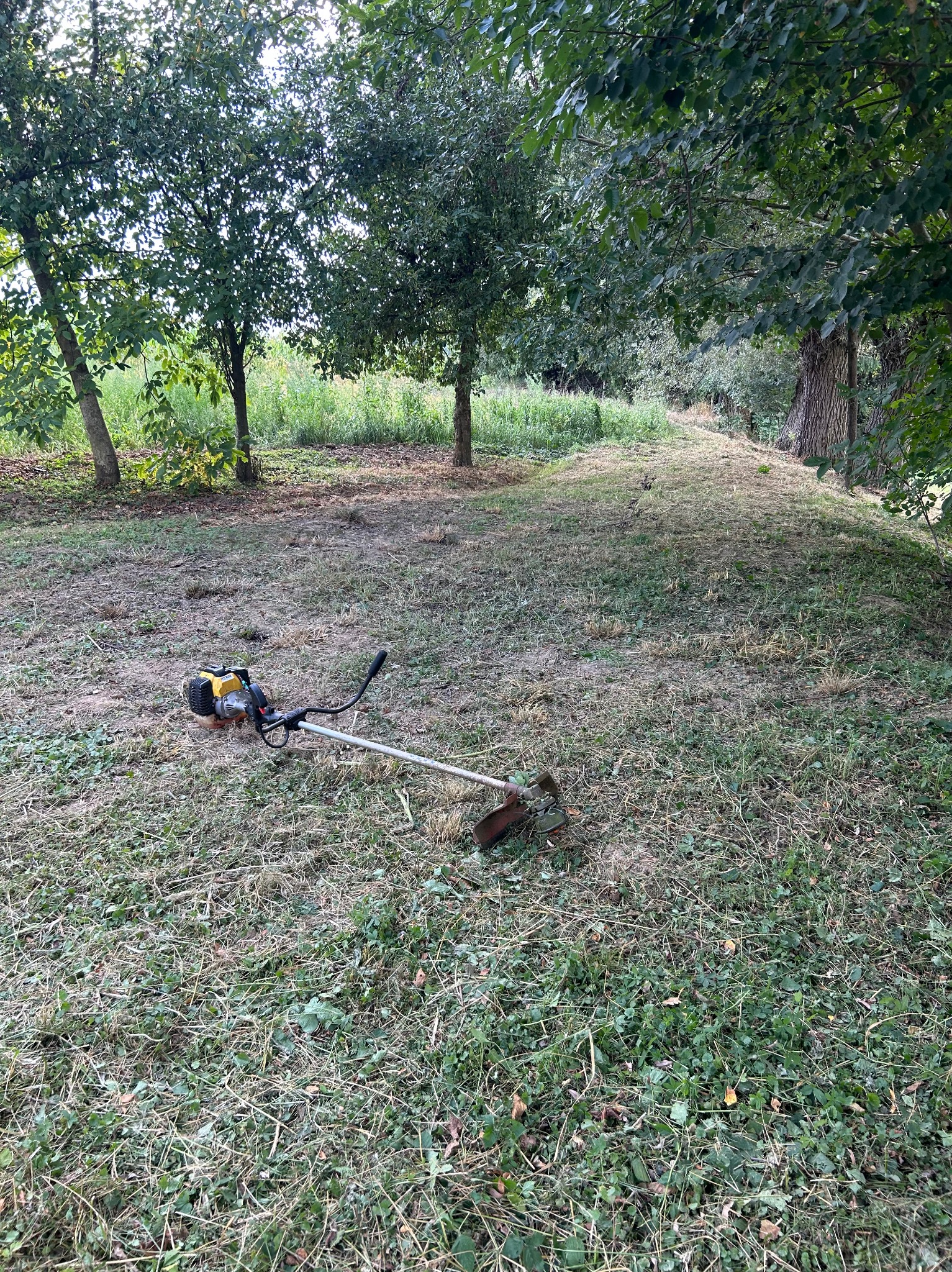 Spalinowa kosa do trawy leży na trawniku po koszeniu, widoczne ścięte źdźbła trawy, w tle drzewa dające cień.