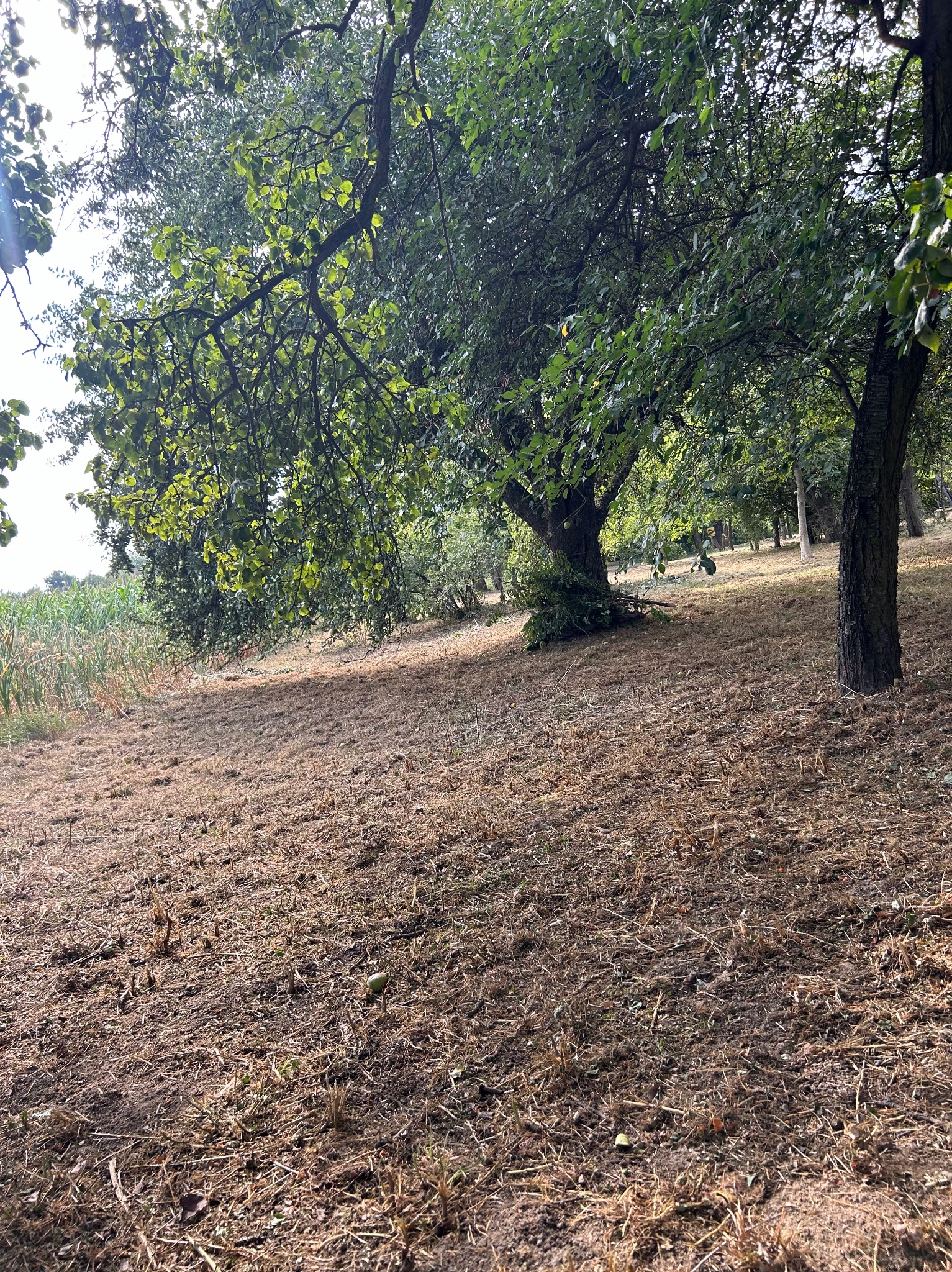 Teren po skoszeniu trawy z widocznymi drzewami, z gałęziami obłożonymi wokół pnia jednego z nich.