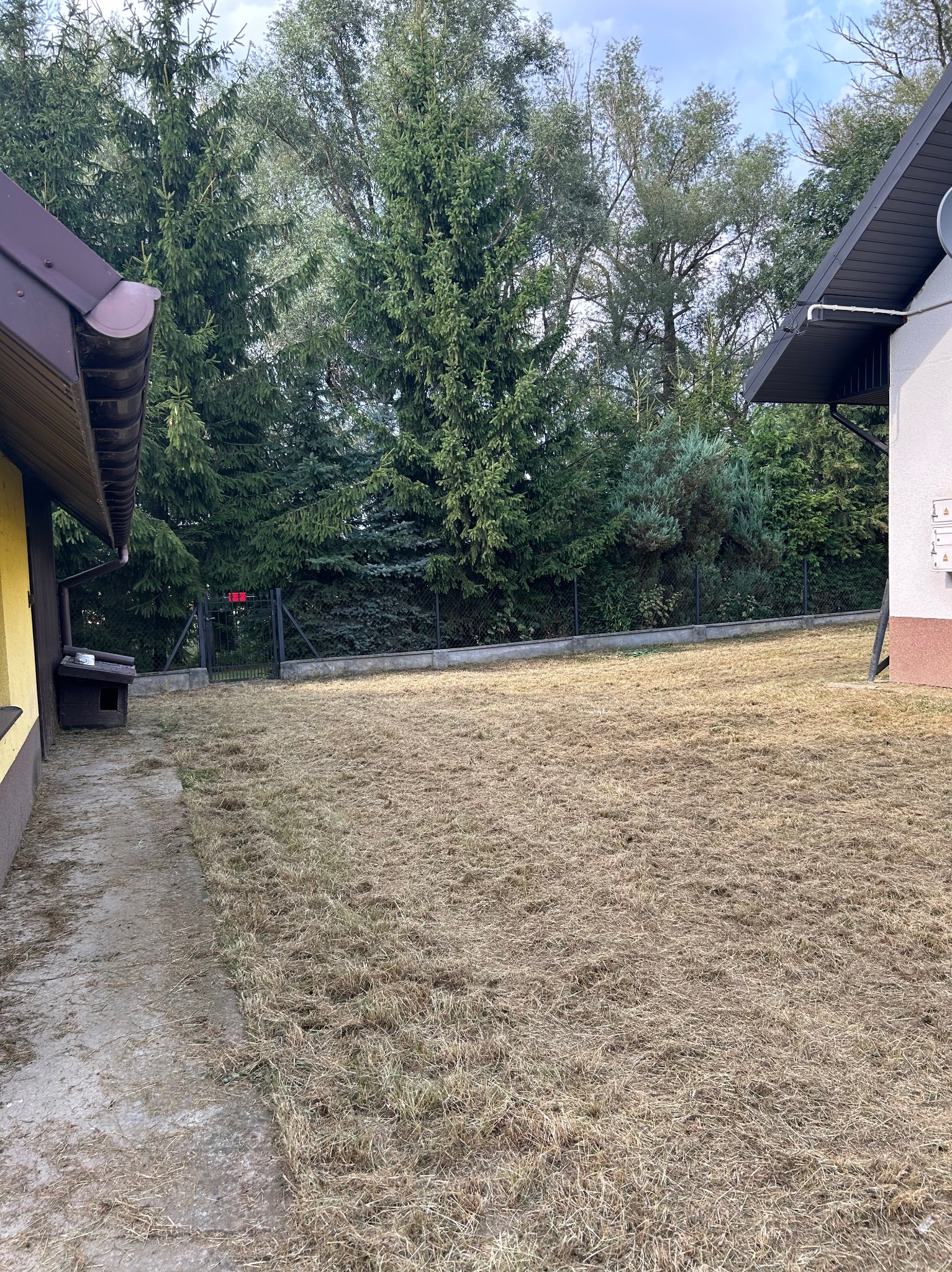 Krótko przystrzyżony trawnik z widoczną warstwą ściętej, wyschniętej trawy pomiędzy dwoma budynkami i ogrodzeniem w tle.