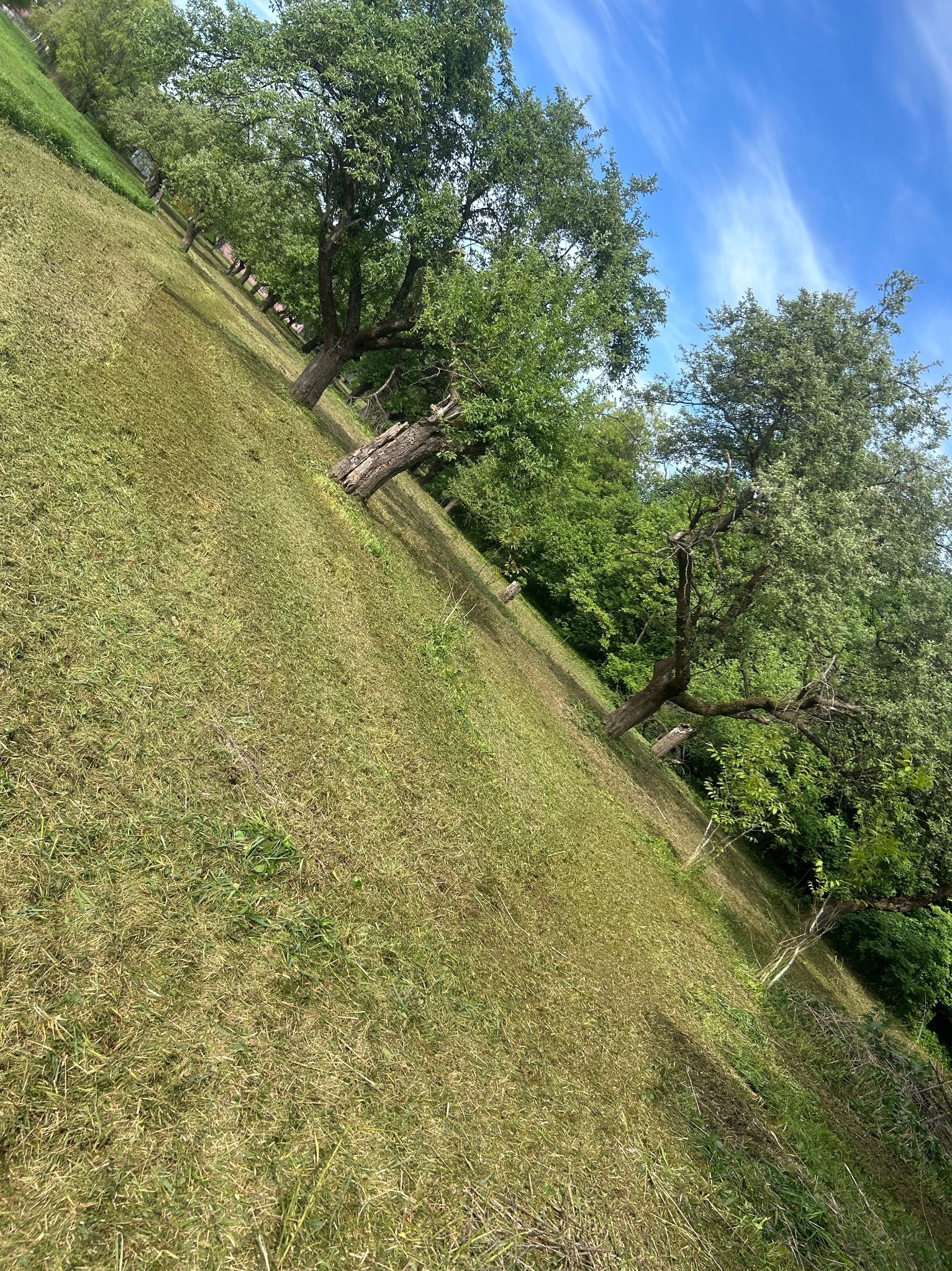 Świeżo skoszona trawa na zboczu z rzędem drzew owocowych w tle, błękitne niebo z delikatnymi chmurami.