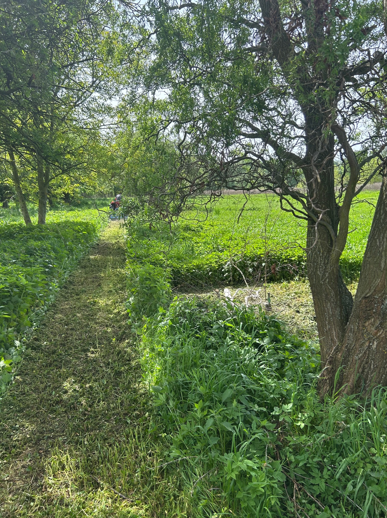 Traktor-kosiarka w oddali, tor wykoszonej trawy prowadzi przez bujne, zielone zarośla w słoneczny dzień, drzewa po bokach kadru.
