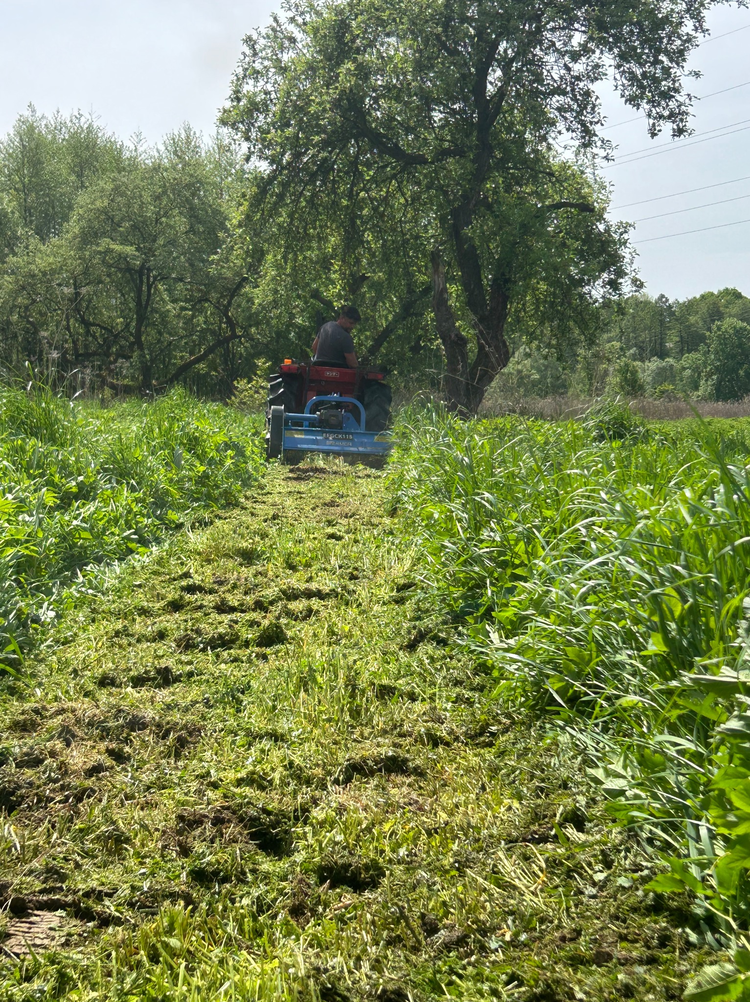Operator na traktorze z kosiarką mulczującą, widok z tyłu, świeżo skoszona trawa na polu, wysoka trawa po bokach, drzewa w tle.