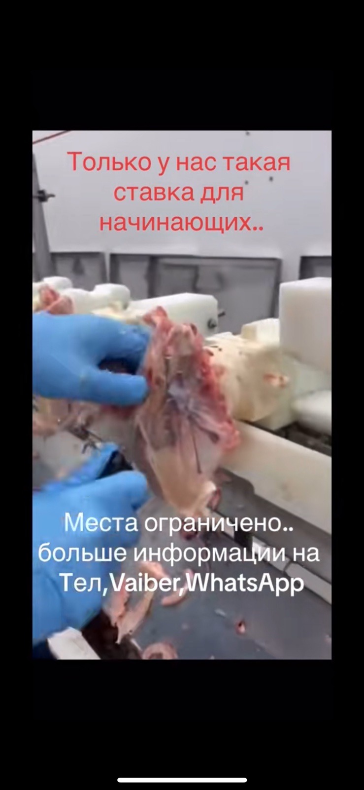 Pracownik w niebieskich rękawicach obrabia surowe mięso na linii produkcyjnej w zakładzie przetwórstwa mięsnego.