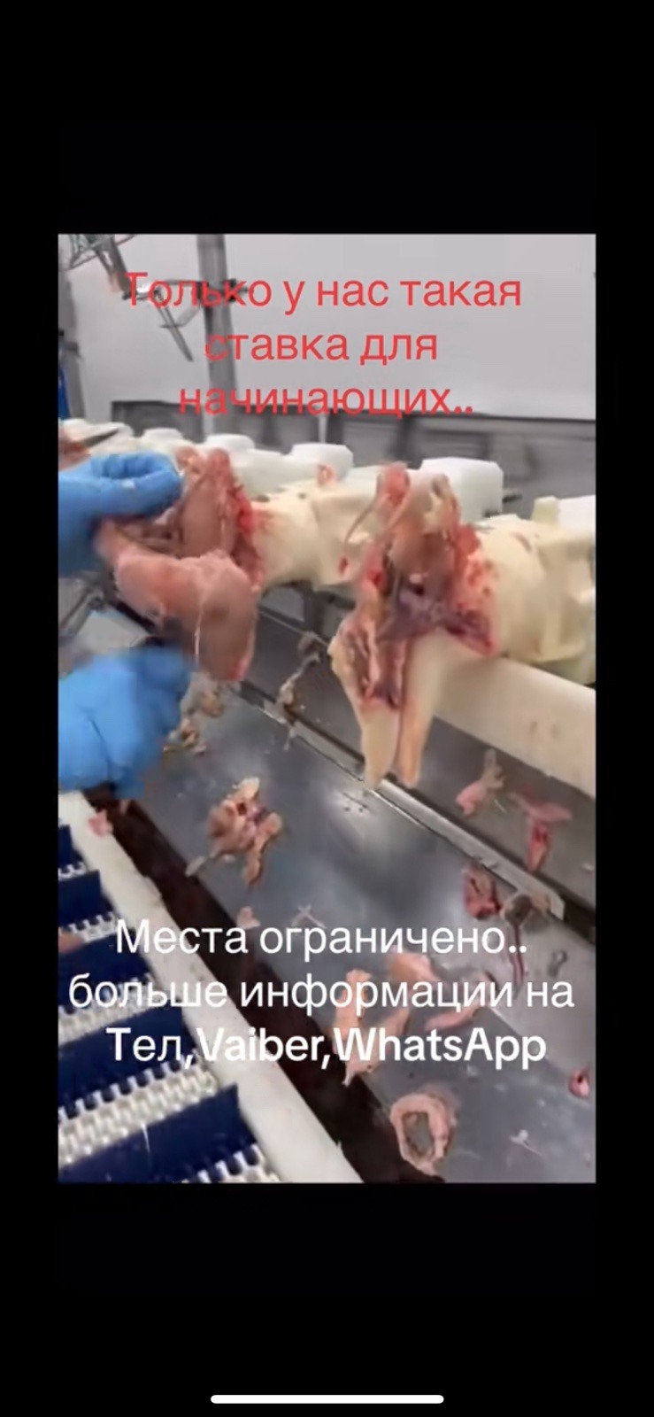 Pracownik w niebieskich rękawiczkach przetwarza mięso na linii produkcyjnej w zakładzie przetwórstwa mięsnego.