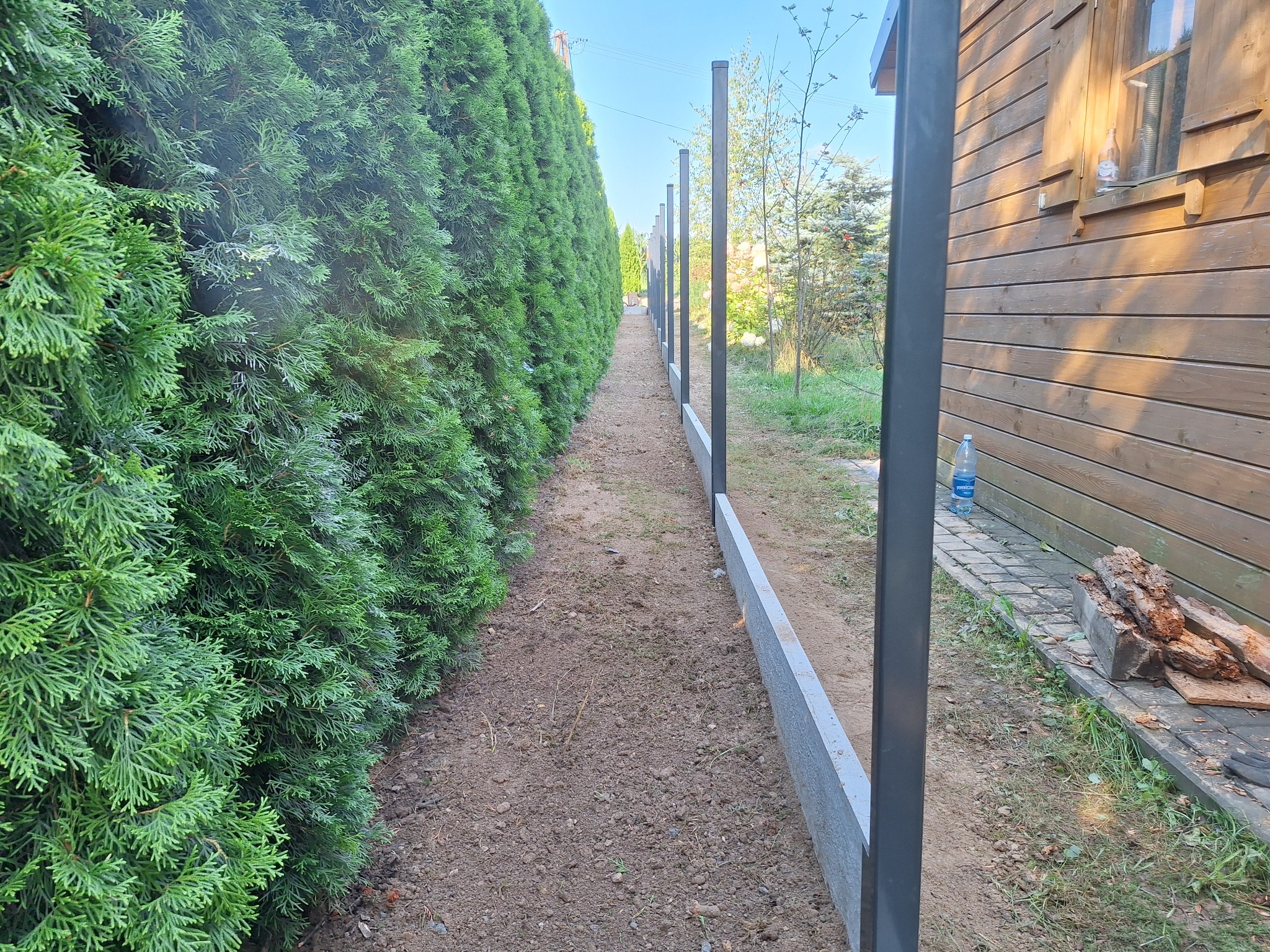 Wąska ścieżka pomiędzy wysokim żywopłotem z tui a betonową podmurówką z metalowymi słupkami w trakcie montażu, widoczny fragment drewnianego budynku gospodarczego w tle.