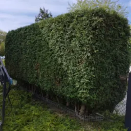 Wysoka, gęsta, równo przycięta tuja w formie prostopadłościanu, z widocznymi obciętymi gałązkami u podstawy, sugerującymi świeżo zakończone formowanie żywopłotu.