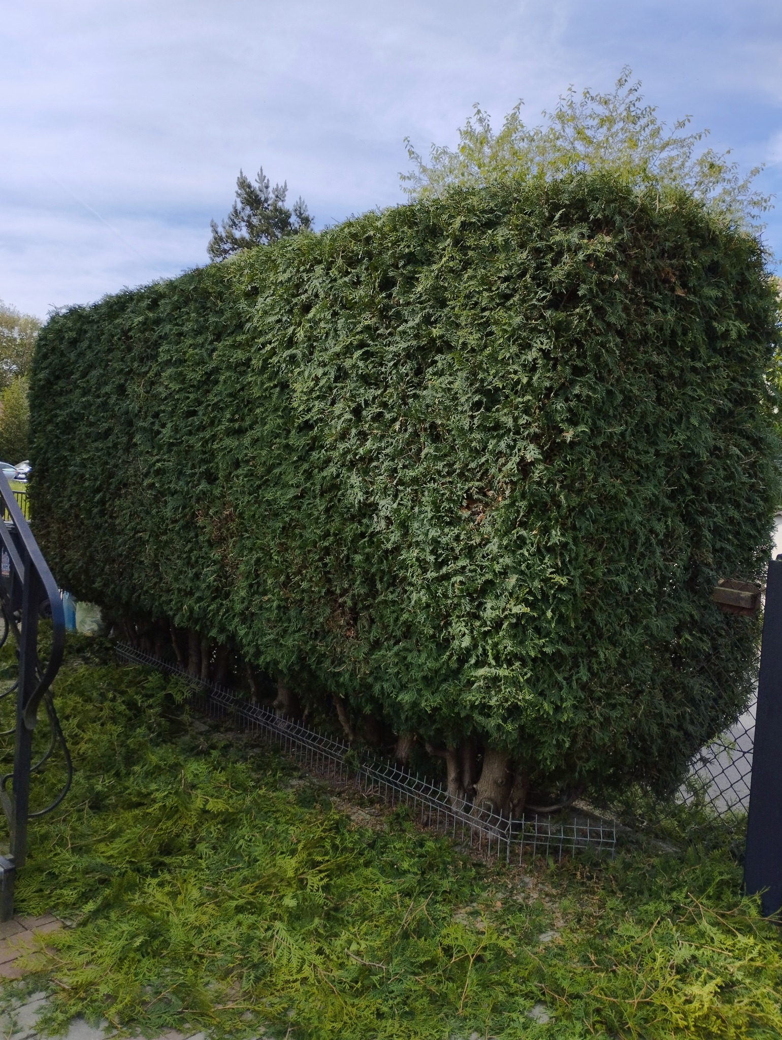 Wysoka, gęsta, równo przycięta tuja w formie prostopadłościanu, z widocznymi obciętymi gałązkami u podstawy, sugerującymi świeżo zakończone formowanie żywopłotu.