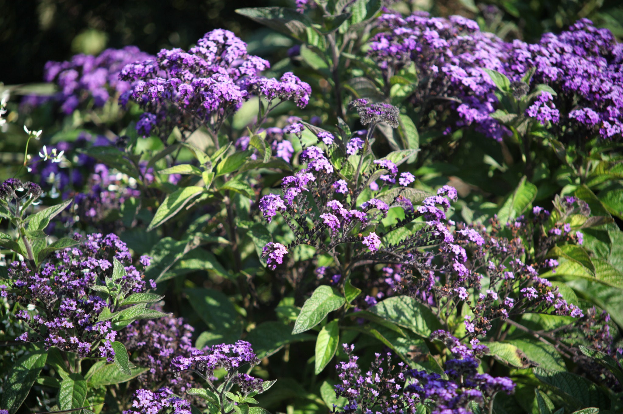 Kępa heliotropu peruwiańskiego z ciemnofioletowymi kwiatami i zielonymi liśćmi w naturalnym świetle.