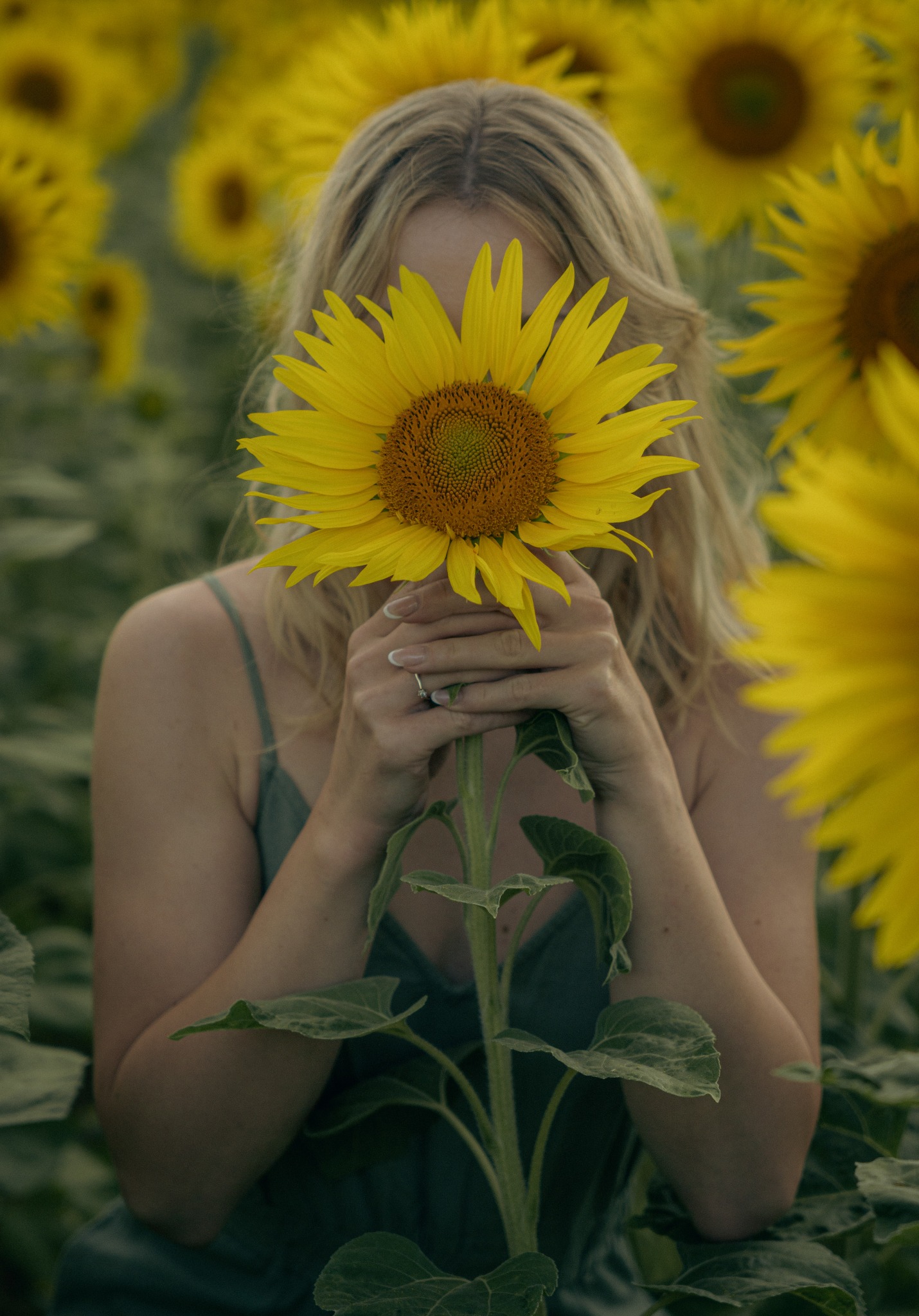 Kobieta w sukience, częściowo zasłonięta przez słonecznik trzymany w dłoniach z pierścionkiem, na tle pola słoneczników.