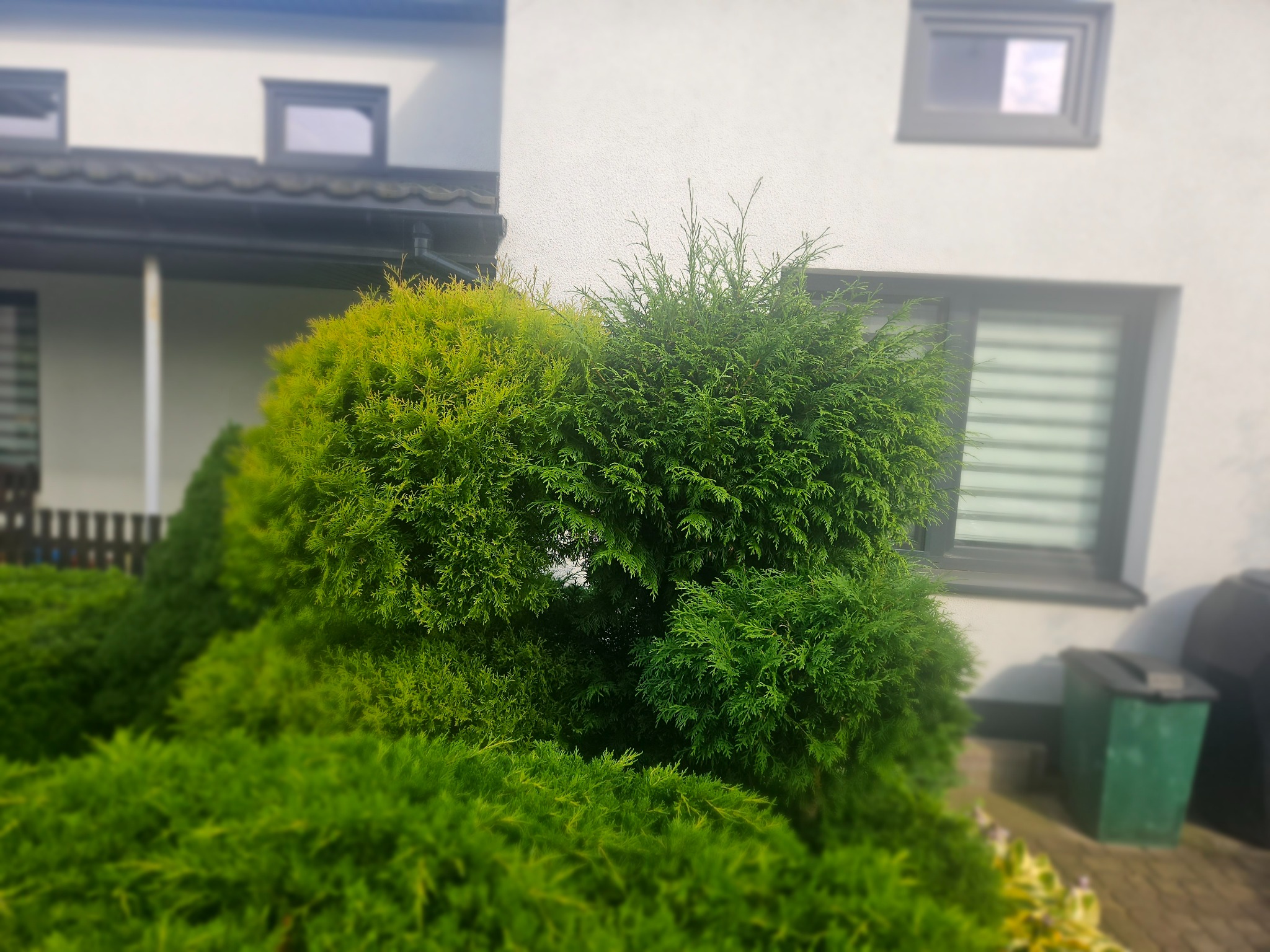 Krzewy iglaste, częściowo przycięte, z widoczną różnicą w kolorze igieł, rosnące przed białym budynkiem z szarymi oknami i zielonym koszem na śmieci.