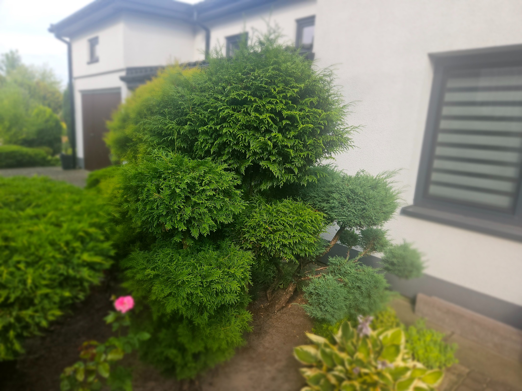 Starannie przycięty, kulisty krzew iglasty przed nowoczesnym domem z białymi ścianami i szarymi oknami, z widoczną różową różą w tle.
