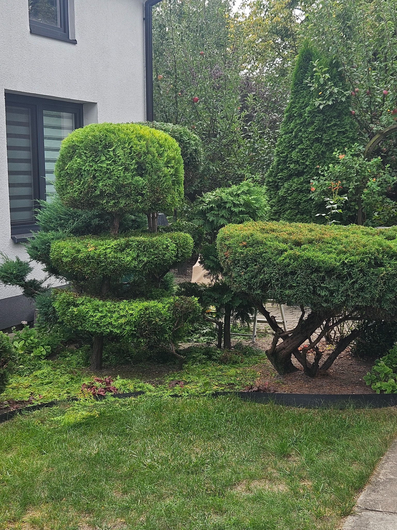 Ogród z formowanymi krzewami i drzewami iglastymi, w tle ściana budynku z oknem.