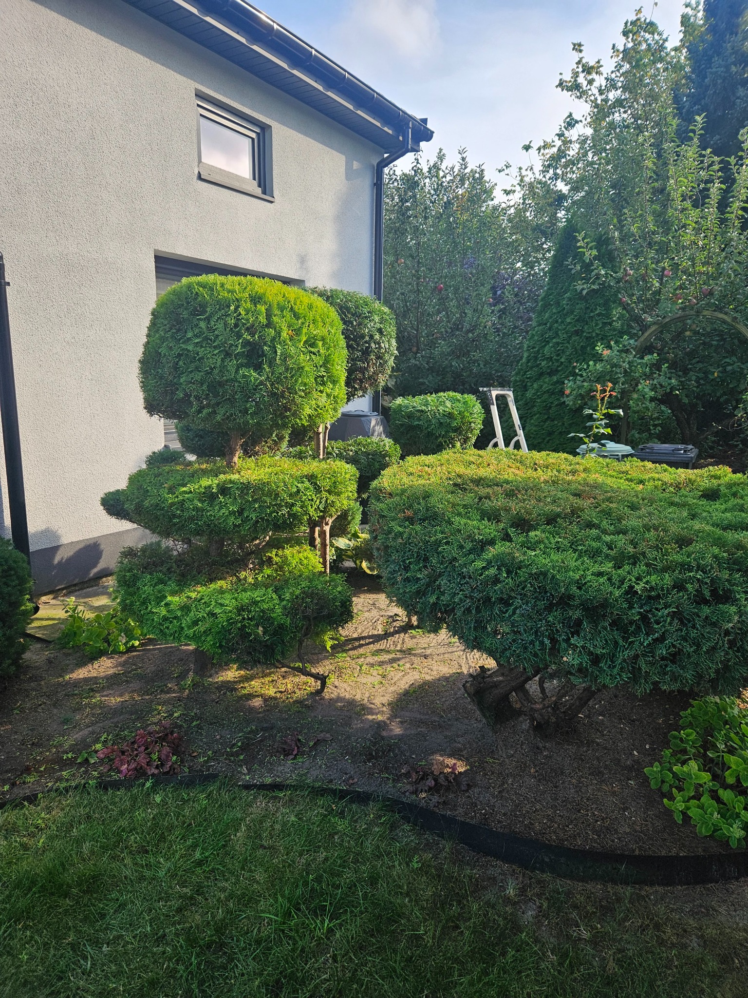 Krzewy ozdobne, formowane w geometryczne kształty, na tle domu z szarą elewacją i drabiny oparta o żywopłot.