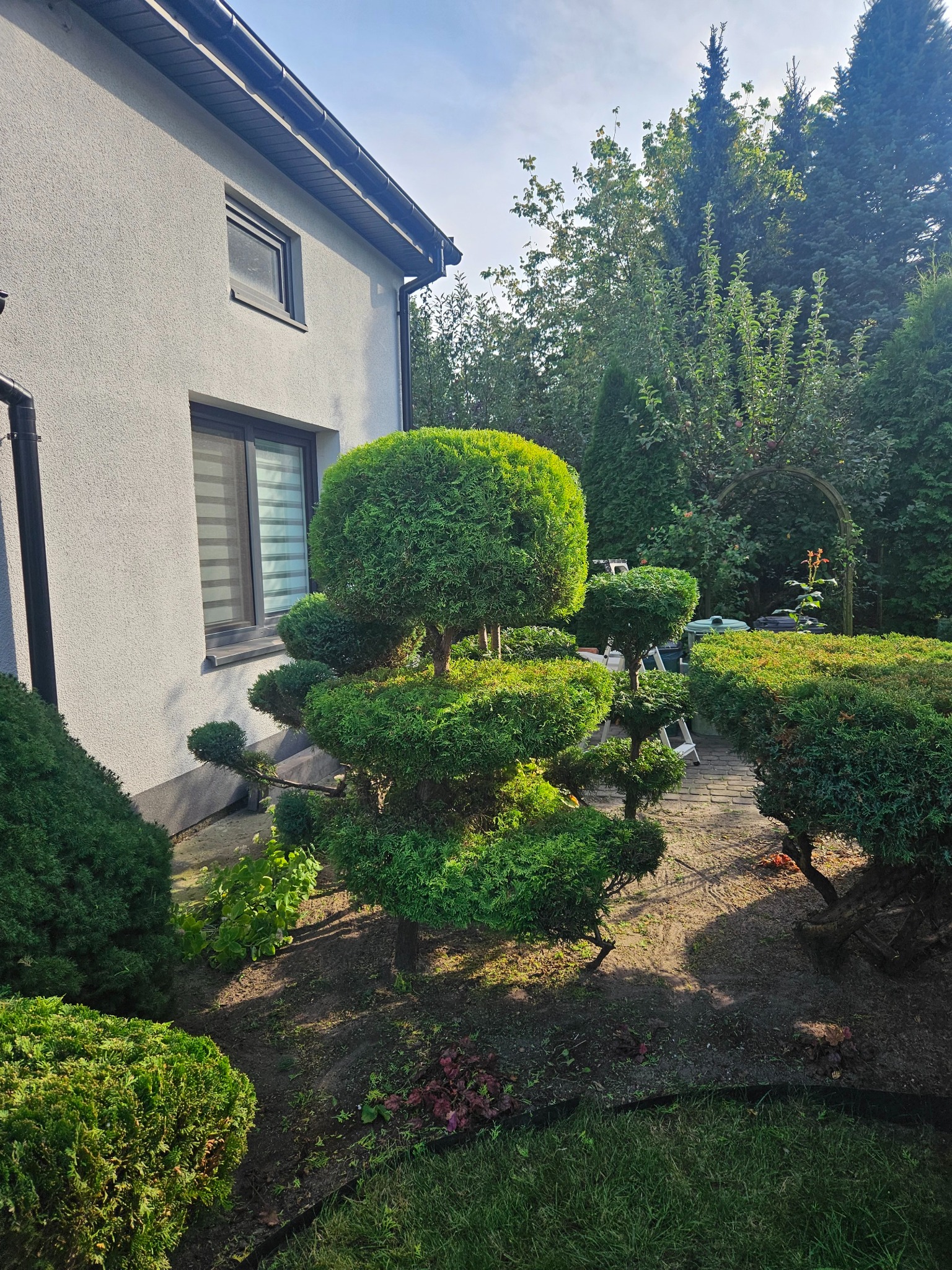 Ozdobnie przycięty krzew iglasty w kształcie kaskady przed nowoczesnym domem z szarą elewacją, w tle inne krzewy i drzewa.