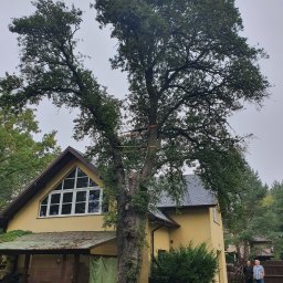 Wycinka drzew Andrii Rosolovskyi - Duży dąb przed żółtym domem z zabezpieczeniami na pniu, przygotowany do wycinki, z dwoma mężczyznami obserwującymi i stertą drewna na paletach.