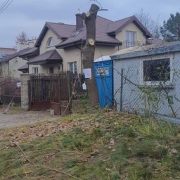 Wycinka drzew Piaseczno 3