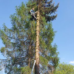 Wycinka drzew Piaseczno 1