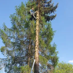 Arborysta na linie tnie gałęzie wysokiej sosny, widoczne ślady po wycince. Drabina oparta o pień, błękitne niebo w tle. Bezpieczna wycinka drzew.