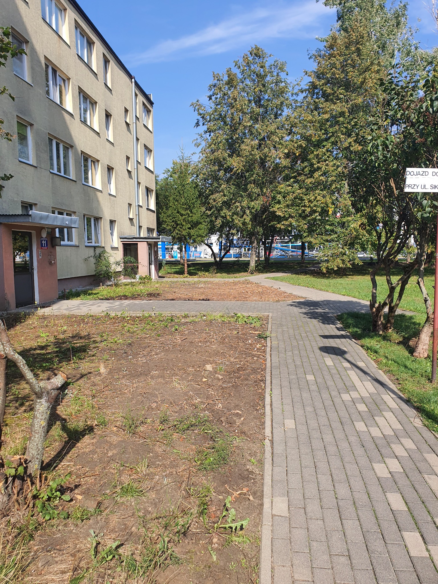 Teren przed budynkiem po wycince krzewów, z widocznymi pniakami i fragmentami gałęzi, przygotowany pod nasadzenia, obok chodnik z kostki brukowej.