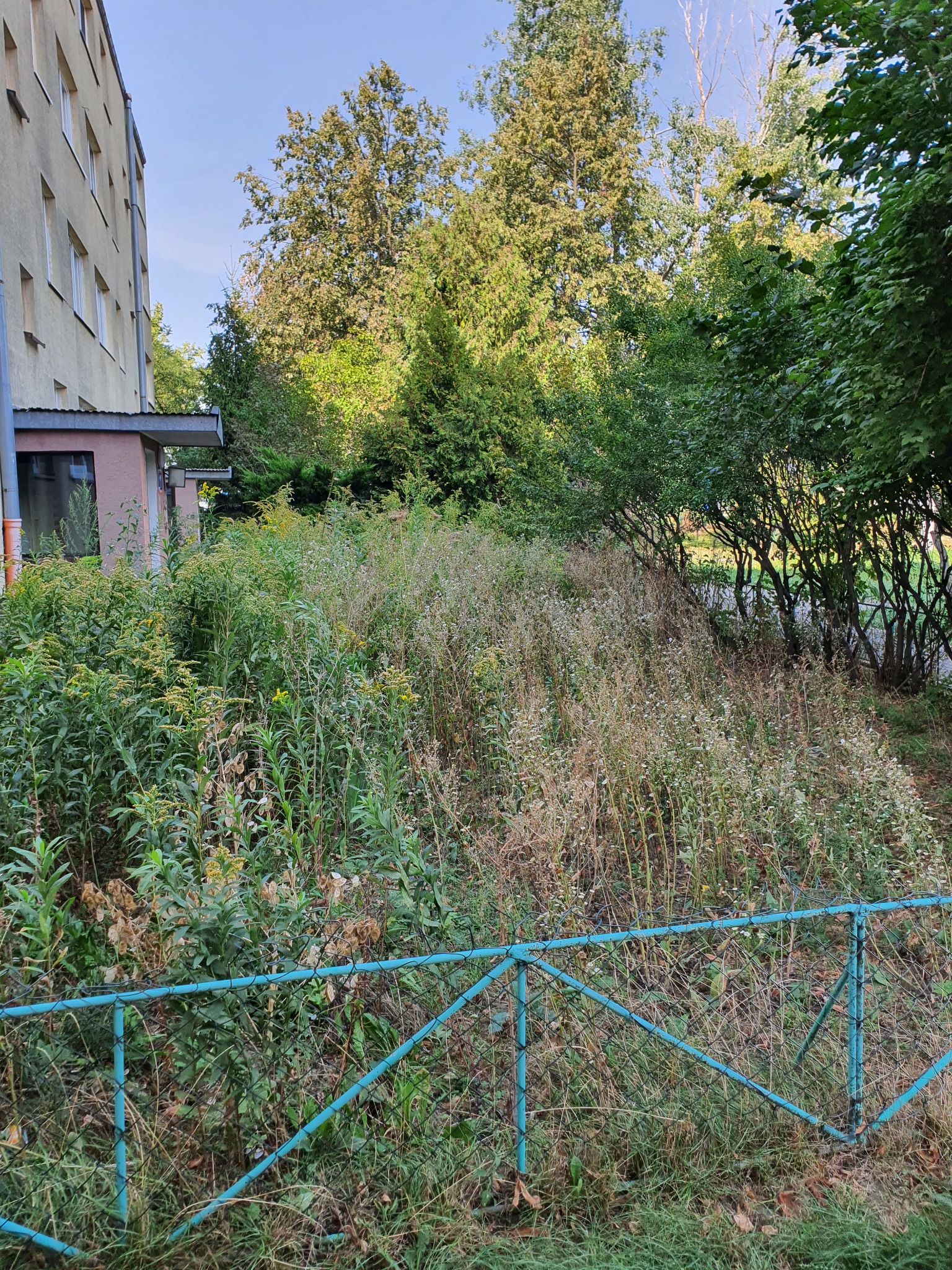 Zarośnięty teren zieleni przy bloku mieszkalnym, widoczny fragment niebieskiego ogrodzenia, wysokie trawy i chwasty przed budynkiem.