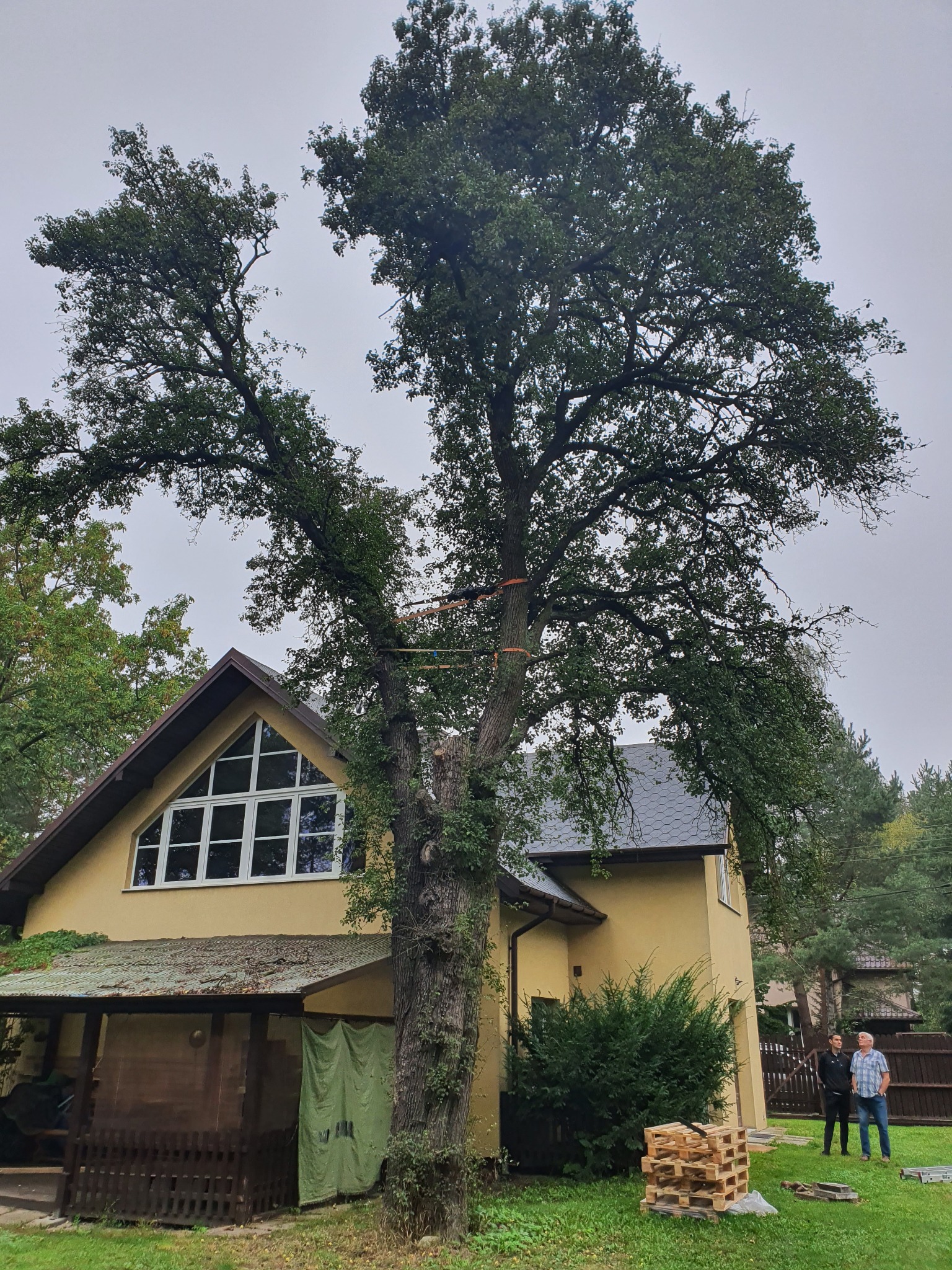 Duży dąb przed żółtym domem z zabezpieczeniami na pniu, przygotowany do wycinki, z dwoma mężczyznami obserwującymi i stertą drewna na paletach.