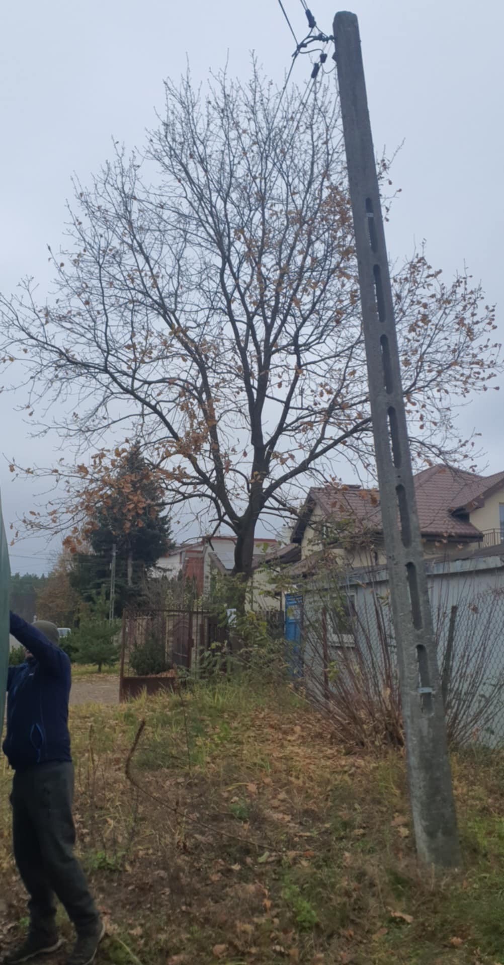 Jesienne drzewo z brązowymi liśćmi na tle szarego nieba i zabudowań, widoczny słup elektryczny oraz fragment osoby po lewej stronie kadru.