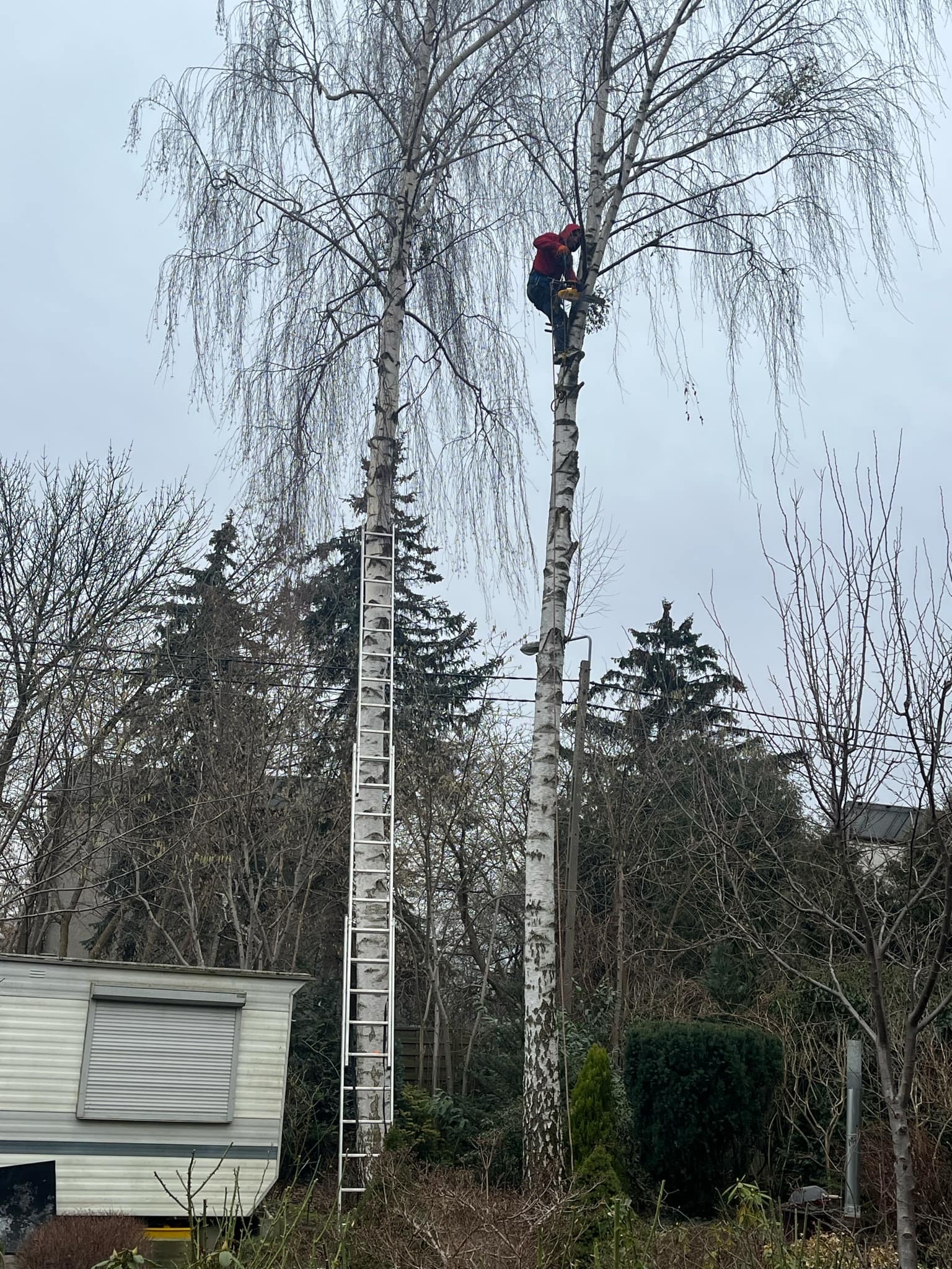 Pracownik w czerwonej kurtce, na drabinie oparty o wysoką brzozę, przycina gałęzie piłą łańcuchową; w tle przyczepa kempingowa i inne drzewa.