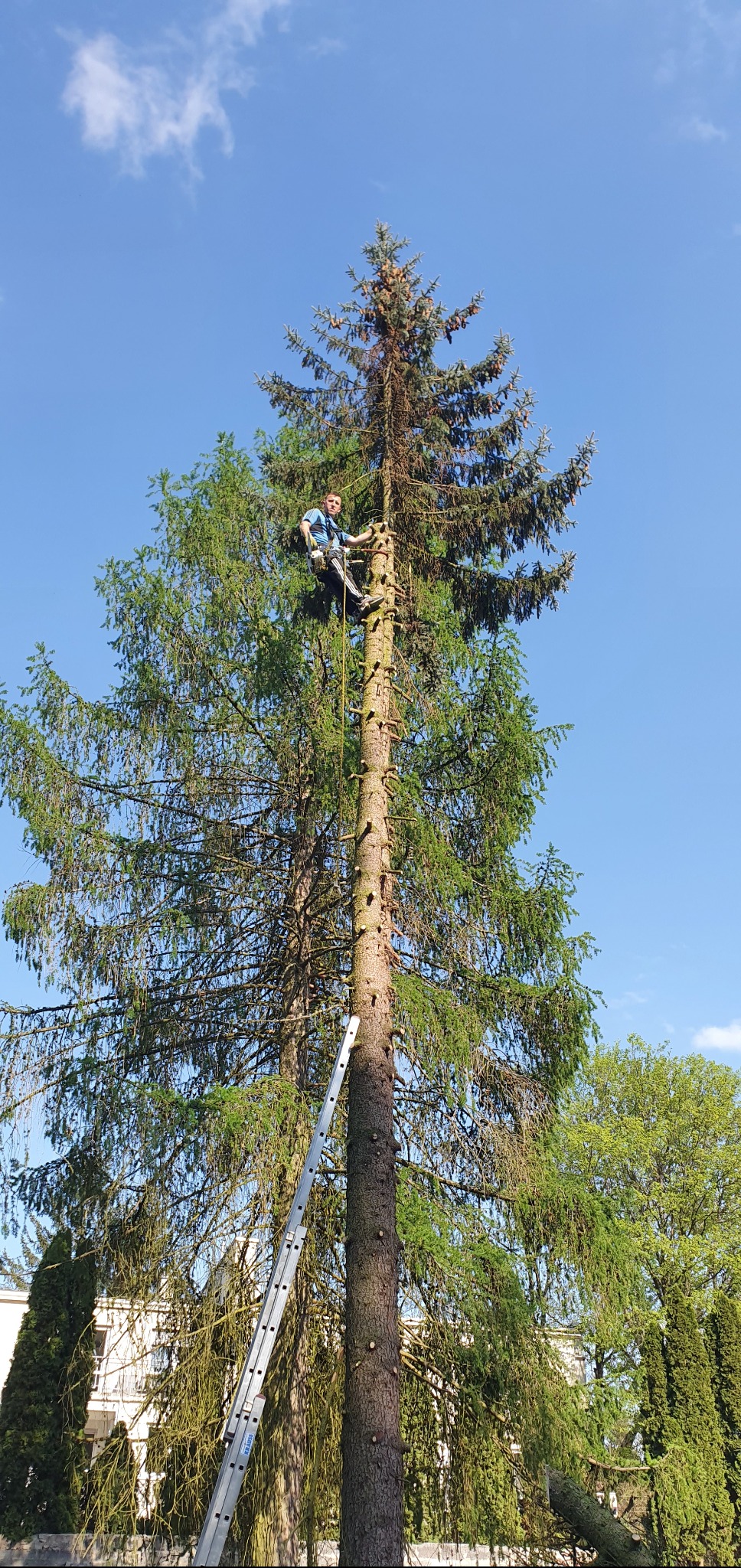 Arborysta na linie tnie gałęzie wysokiej sosny, widoczne ślady po wycince. Drabina oparta o pień, błękitne niebo w tle. Bezpieczna wycinka drzew.