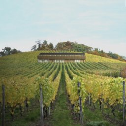 NASZA Pracownia Projektowa Piotr Krynicki - Wizualizacja nowoczesnego budynku z drewnianą elewacją, położonego na wzgórzu pośród winnicy z jesiennymi barwami liści.