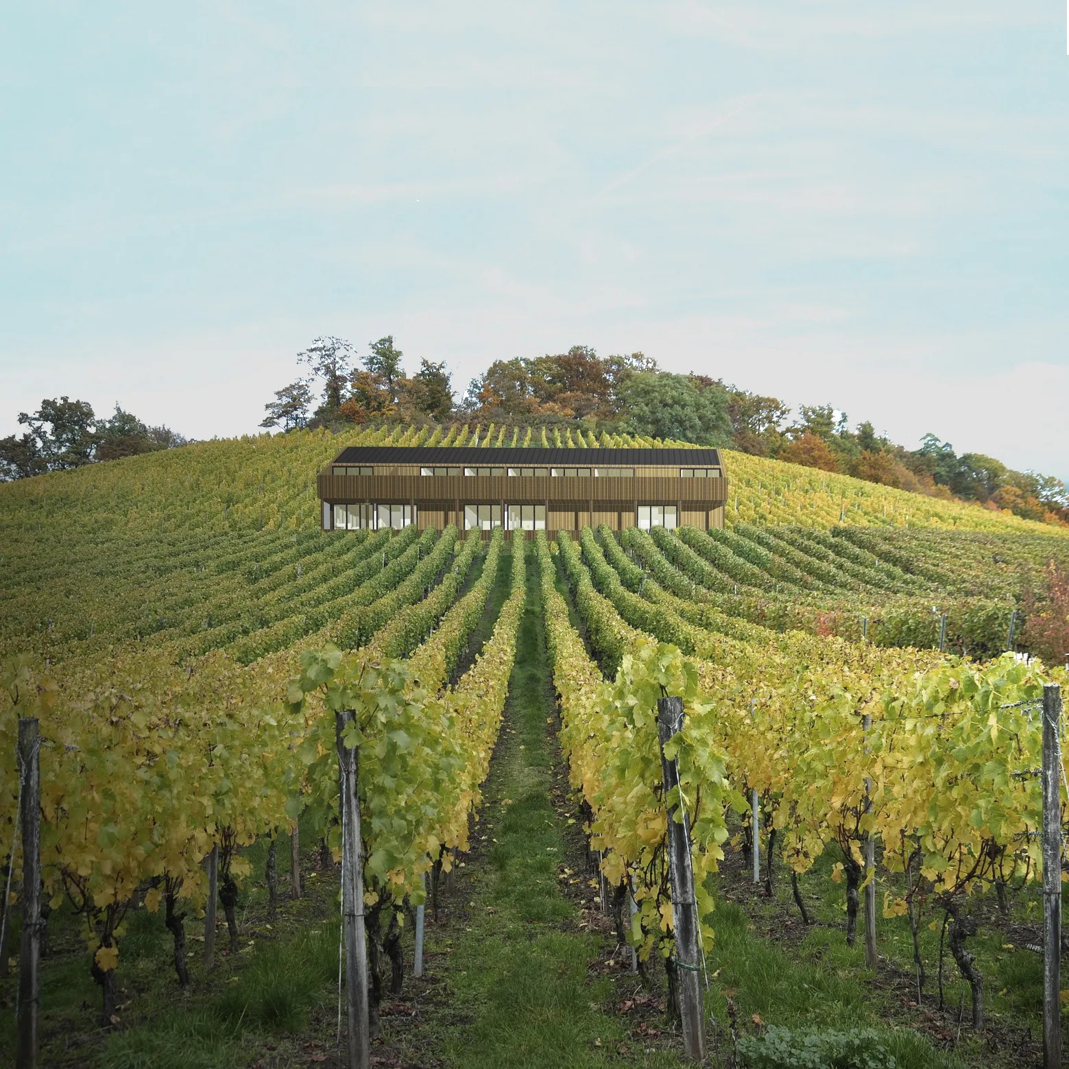 Wizualizacja nowoczesnego budynku z drewnianą elewacją, położonego na wzgórzu pośród winnicy z jesiennymi barwami liści.