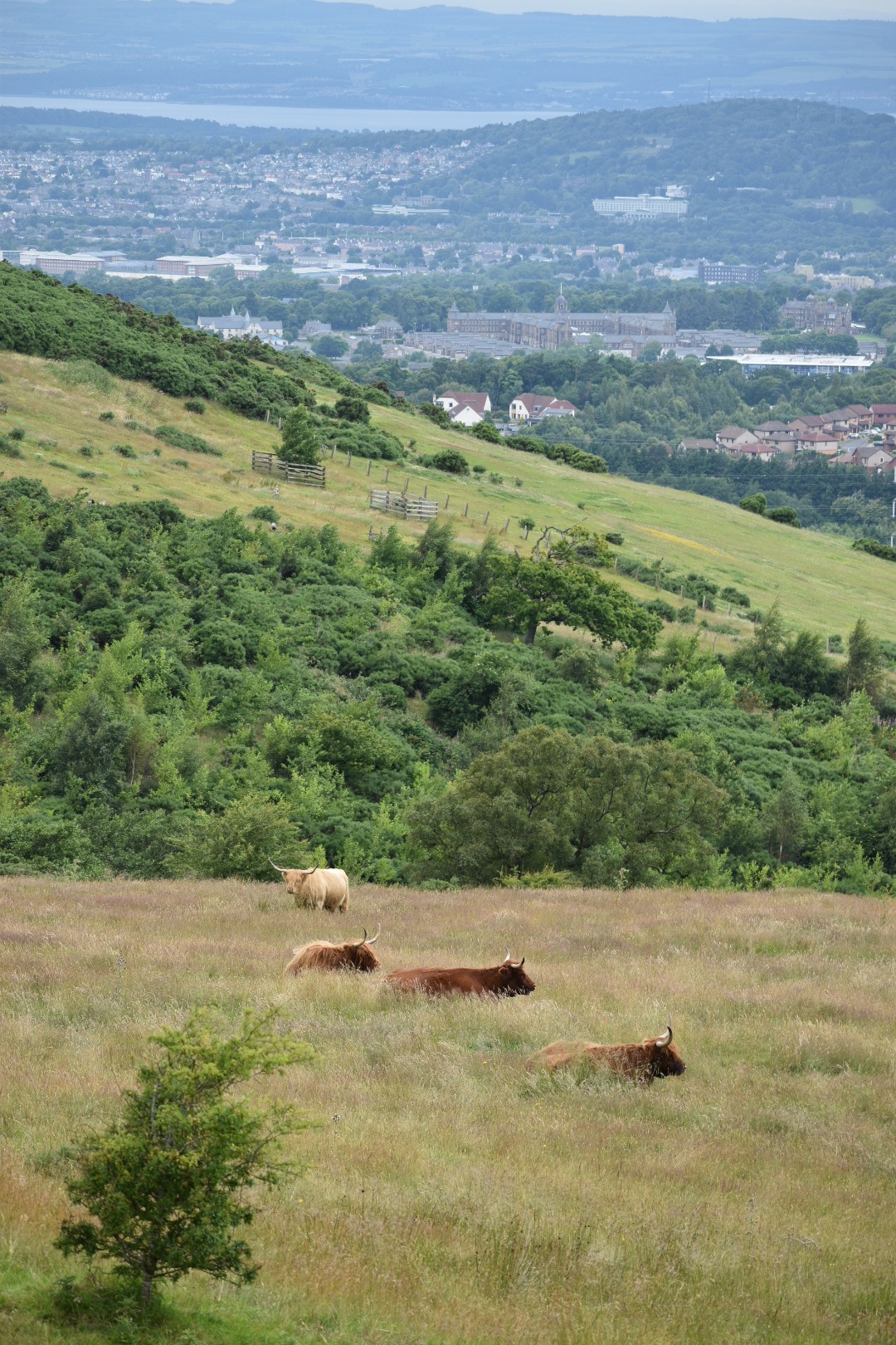 Stado krów rasy Highland leżących na trawiastym wzgórzu z widokiem na miasto w oddali.