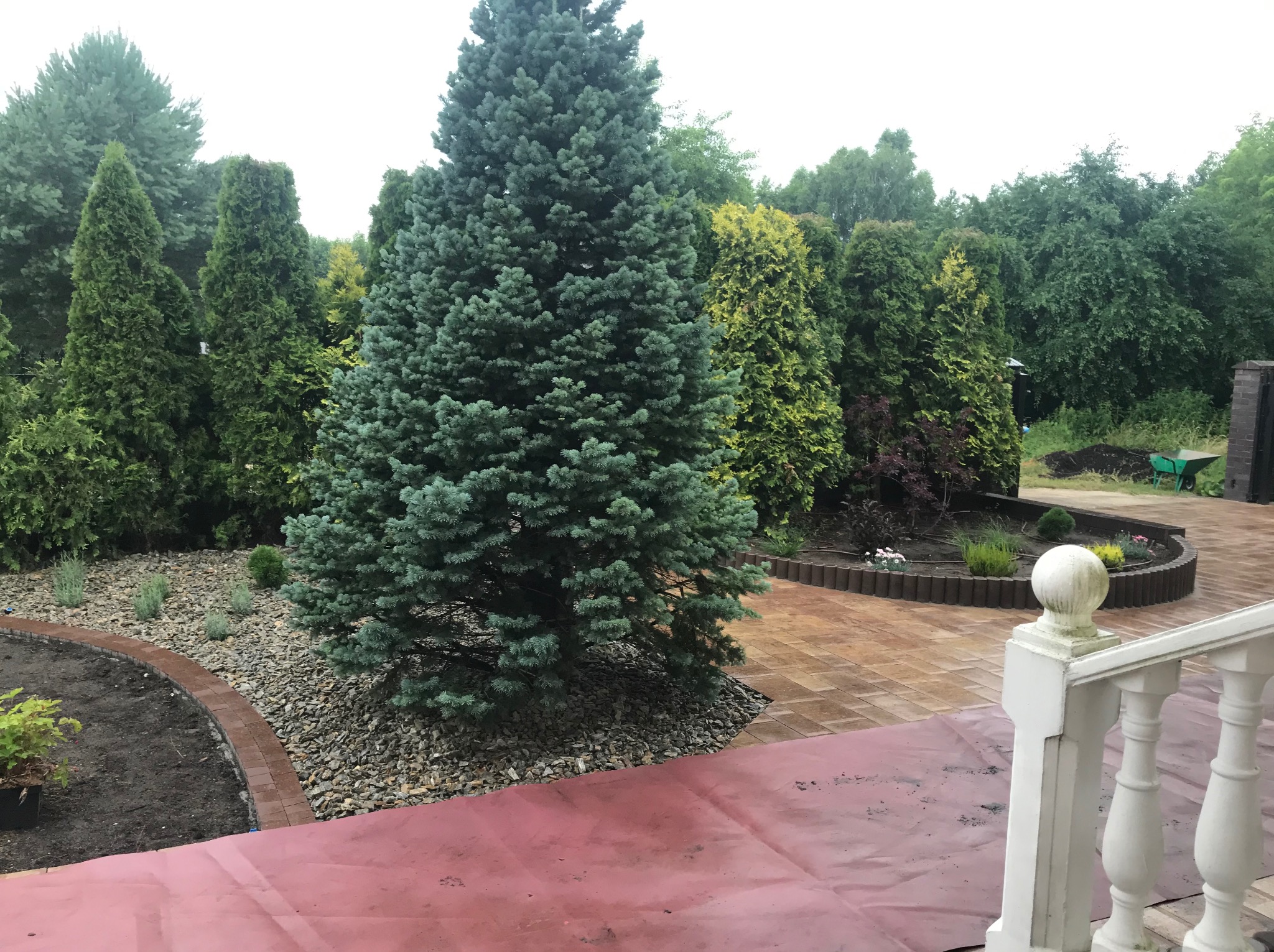 Ogród z ścieżką z kostki, rabatami obłożonymi kamieniami i ozdobnymi drzewami iglastymi. Widoczny fragment balustrady.