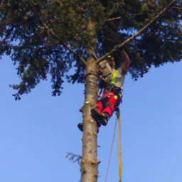 Arborysta w czerwonych spodniach, zabezpieczony linami, w trakcie wspinaczki na wysokie drzewo iglaste z piłą spalinową przymocowaną do uprzęży.