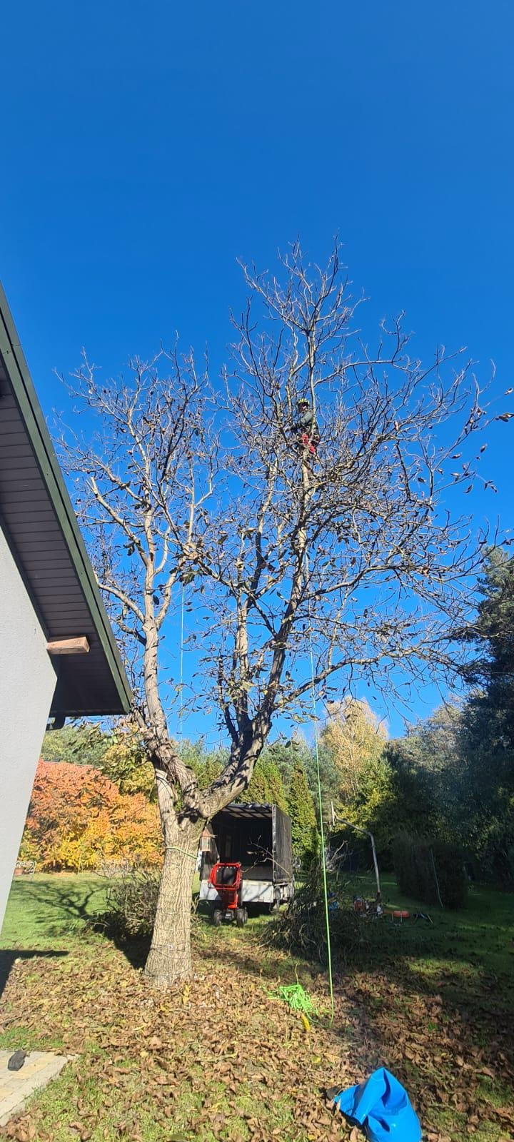 Arborysta w uprzęży, pracujący na wysokim drzewie z częściowo usuniętymi gałęziami na tle błękitnego nieba, z widocznym rębakiem do gałęzi i przyczepą poniżej.