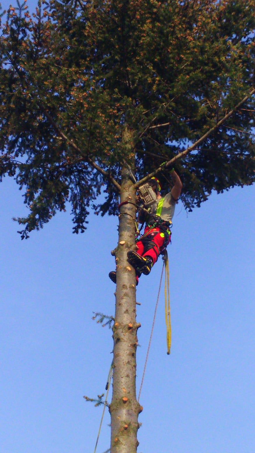 Arborysta w czerwonych spodniach, zabezpieczony linami, w trakcie wspinaczki na wysokie drzewo iglaste z piłą spalinową przymocowaną do uprzęży.