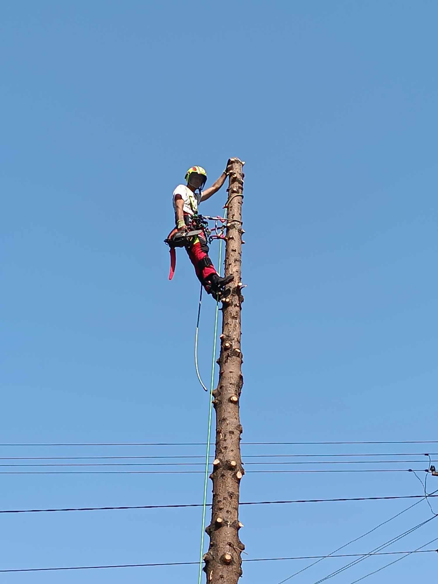Arborysta w kasku i uprzęży, w trakcie wycinki wysokiego drzewa, widoczne obcięte gałęzie na pniu, błękitne niebo w tle.
