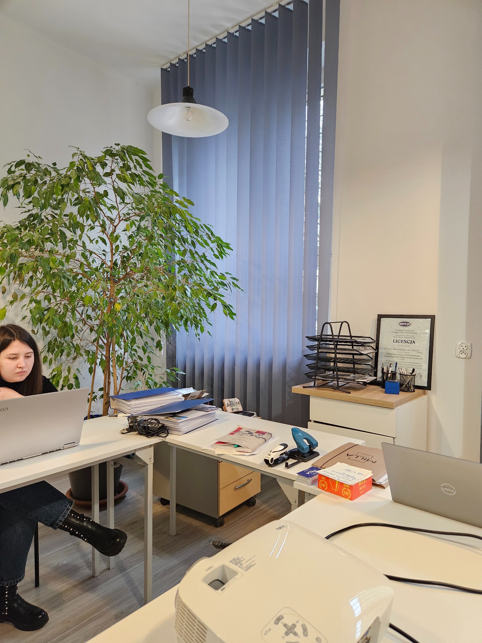 Kobieta pracuje przy biurku w biurze, na biurku laptop, dokumenty, dziurkacz, na ścianie licencja w ramce, z boku duża roślina doniczkowa.