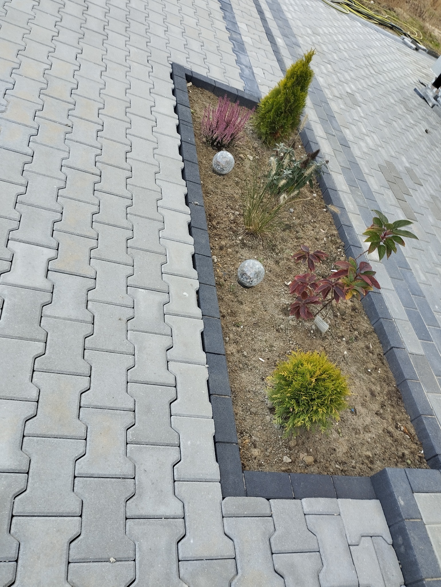 Ułożona szara kostka brukowa w Sztumie z ciemną obwódką, oddzielająca rabatę z roślinami: wrzos, tuja, trawy ozdobne oraz dwie kule dekoracyjne.