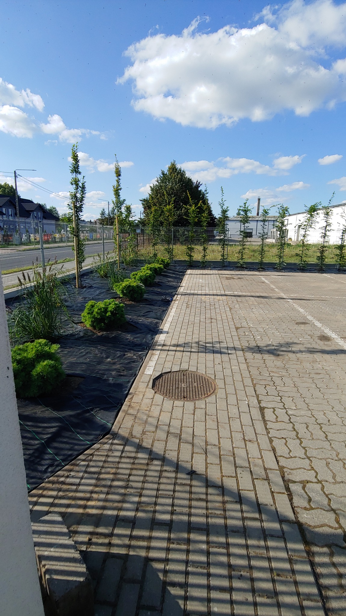 Świeżo założony ogród w Łubiance: rząd kulistych krzewów i smukłych drzewek na czarnej agrowłókninie, obok parking z kostki brukowej w słoneczny dzień.